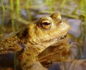Common_Toad,Messingham_Pits_LWTR__copy.jpg