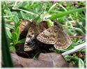Copy_of_Courting_male_and_female_Dingy_Skippers,Twyford_Forest,Lincolnshire.jpg