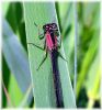 Copy_of_Female_Blue-tailed_Damselfly_of_the_form__Rufescens_,Messingham_Pits_LWTR.jpg