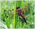 Copy_of_Female_Four-spot_Chaser_of_the_form__Praenubila_,Messingham_Pits_LWTR.jpg