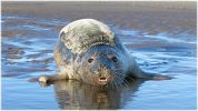 Copy_of_Grey_Seal_pup,Donna_Nook,Lincolnshire_1.jpg