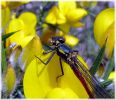 Copy_of_Large-red_Damselfly,Kirkby_Moor_LWTR.jpg