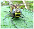 Copy_of_Male_Hairy_Dragonfly,Messingham_Pits_LWTR.jpg