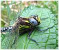 Copy_of_Male_Hairy_Dragonfly,Messingham_Pits_LWTR_1.jpg