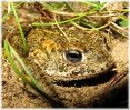 Copy_of_Male_Natterjack_Toad,Saltfleetby_NNR,Lincolnshire.jpg