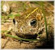 Copy_of_Male_Natterjack_Toad,Saltfleetby_NNR,Lincolnshire_2.jpg