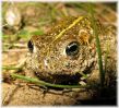 Filename=Copy_of_Male_Natterjack_Toad,Saltfleetby_NNR,Lincolnshire_2.jpg
Filesize=124KiB
Dimensions=600x548
Date added=May 10, 2008 Copy_of_Male_Natterjack_Toad,Saltfleetby_NNR,Lincolnshire_2.jpg