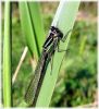 Copy_of_Teneral_Male_Blue-tailed_Damselfly,Messingham_Pits_LWTR.jpg