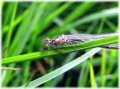 Copy_of_Teneral_male_Variable_Damselfly,River_Eau,Susworth,Lincolnshire.jpg