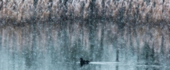 Filename=Drake_Common_Scoter_in_the_snow2CMessingham_Sand_Quarries_LWTR_____________11.jpg
Filesize=97KiB
Dimensions=600x248
Date added=Jan 15, 2013 Drake_Common_Scoter_in_the_snow2CMessingham_Sand_Quarries_LWTR_____________11.jpg