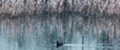 Drake_Common_Scoter_in_the_snow2CMessingham_Sand_Quarries_LWTR_____________11.jpg