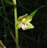 Dune_Helleborine,Messingham_Sand_Quarries_LWTR.JPG