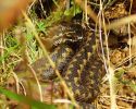 Female_Adder(Vipera_berus),Laughton_Forest,Lincolnshire__copy.jpg