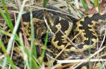 Female_Adder,Crowle_NNR,Lincolnshire.JPG