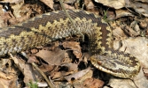 Female_Adder,Laughton_Forest,Lincolnshire_____________.JPG