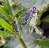 Female_Azure_Damselfly(Coenagrion_puella),Messingham_Pits_LWTR_copy.jpg