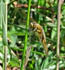 Female_Four-spot_Chaser_of_the_form__Praenubila_,Messingham_Sand_Quarries_LWTR_______.JPG