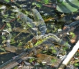 Female_Hairy_Dragonfly_Ovi-positing,Messignham_Sand_Quarries_LWTR____________.JPG