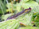 Female_Red-eyed_Damselfly(Erythromma_najas),Messingham_Pits_LWTR_copy.jpg