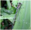 Female__blue_form_,Azure_Damselfly,Messingham_Pits_LWTR.jpg