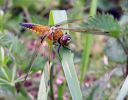 Four-spot_Chaser(Libellula_quadrimaculata),Crowle_NNR,Lincolnshire_2.jpg