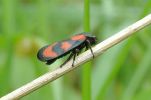 Froghopper(Cercopis_vulnerata),Crowle_NNR,Lincolnshire_copy.jpg