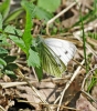 Green-veined_White,Chamber_s_Farm_Wood,Lincolnshire_____.JPG