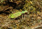 Green_tiger_Beetle(Cicindela_campestris),Crowle_NNR,Lincolnshire.jpg