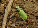 Green_tiger_Beetle(Cicindela_campestris),Crowle_NNR,Lincolnshire_2.jpg