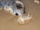 Grey_Seal_Pup,Donna_Nook_LWTR_.jpg