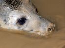 Grey_Seal_Pup2.jpg