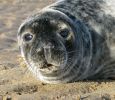 Grey_Seal_pup,Donna_Nook,Lincolnshire.JPG