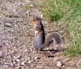 Grey_Squirrel(Sciurus_caro_copy.jpg