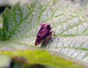 Horned_Tree-Hopper1.jpg