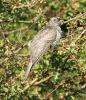 Juvenile_Cuckoo2CDonna_Nook2CLincolnshire__________12________edited-1.jpg