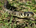 Juvenile_Grass_Snake,Chambers_Farm_Wood,Lincolnshire_________________________________,_______________________________.JPG