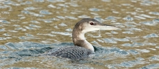 Juvenile_Great-northern_Diver2CAshbyville_Lake2CNorth_Lincolnshire______1______11.JPG