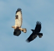 Juvenile_Rough-legged_Buzzard2CGibralter_Point_NNR2CLincolonshire__1.JPG