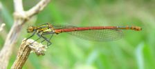 Large_red_Damselfly(Pyrrhosoma_nymphula),Crowle_NNR,Lincolnshire,2.jpg