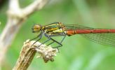 Large_red_Damselfly(Pyrrhosoma_nymphula),Crowle_NNR,Lincolnshire.jpg