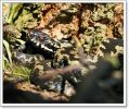 Filename=Male_Adder,Laughton_Forest,Lincolnshire1.JPG
Filesize=129KiB
Dimensions=600x501
Date added=Mar 12, 2010 Male_Adder,Laughton_Forest,Lincolnshire1.JPG