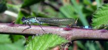 Male_Blue_tailed_Damselfly(Ischnura_elegans),Messingham_Pits_LWTR.jpg