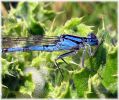Male_Common-blue_Damselfly,Messinghm_Pits_LWTR_1.jpg