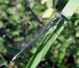 Male_Emerald_Damselfly(Les_copy.jpg