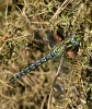 Male_Hairy_Dragonfly,Messingham_Sand_Quarries_LWTR___________________.JPG