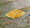 Filename=Male_Orange_Moth,Chambers_Farm_Wood,Lincolnshire.JPG
Filesize=120KiB
Dimensions=500x469
Date added=Jul 29, 2010 Male_Orange_Moth,Chambers_Farm_Wood,Lincolnshire.JPG
