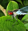 Male_Red-eyed_Damselfly,Messingham_Sand_Quarries_LWTR____.JPG