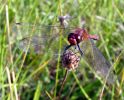 Male_Sympetrum_sanguineum.jpg