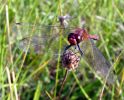 Male_Sympetrum_sanguineum.jpg