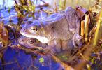 Mating_Common_Frogs,Messingham_Pits_LWTR__copy.jpg